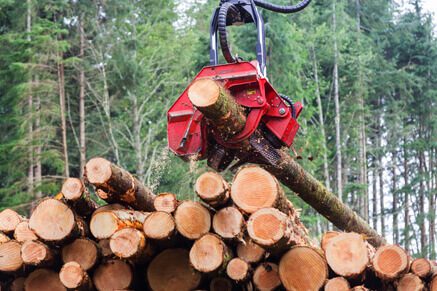 Waratah head grabbing log